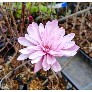 ピンク咲姫コブシ 多弁咲き Z 日本花卉ガーデンセンターyahoo 店 通販 Yahoo ショッピング