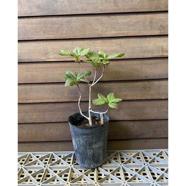 クロフネツツジ（黒船つつじ） : 日本花卉ガーデンセンターYahoo!店