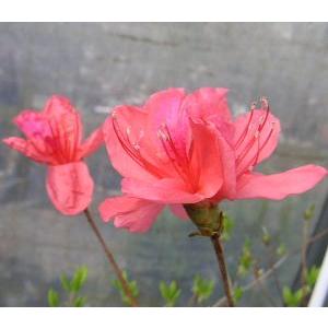 ツツジ オンツツジ 苗 苗木 ポット植え : 日本花卉ガーデンセンター