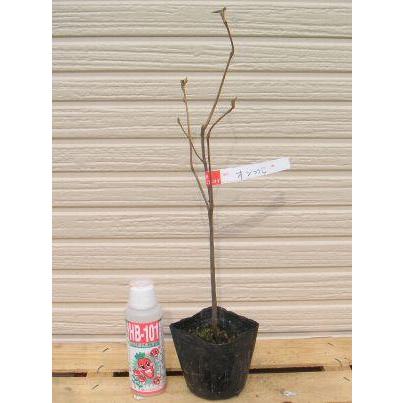 ツツジ オンツツジ 苗 苗木 ポット植え : 日本花卉ガーデンセンター