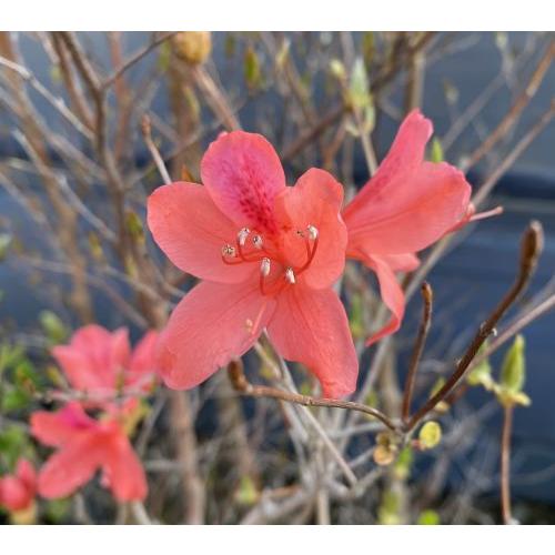 ツツジ オンツツジ 苗 苗木 ポット植え : 日本花卉ガーデンセンター