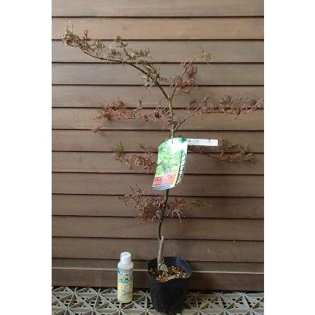 イナバシダレモミジ！茨城！送料込！ 楽天市場】【イナバシダレモミジ】稲葉枝垂れ紅葉 自然風樹形 樹高H