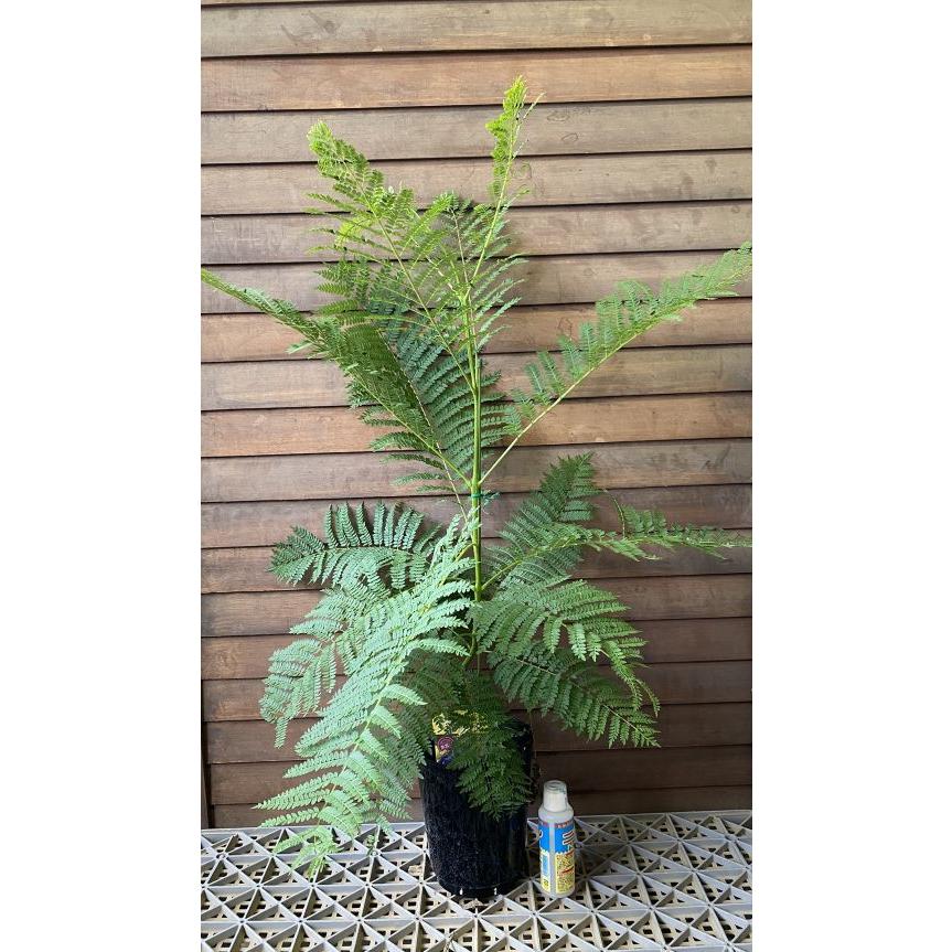 5寸鉢植え ジャカランダ ミモシフォリア : 日本花卉ガーデンセンター