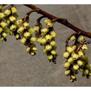 72 以上節約 キブシ 木五倍子