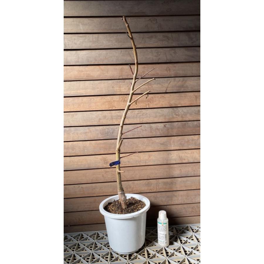 桃の苗木 6寸鉢植え 照手水蜜桃：果樹苗 テルテスイミツモモ 枝垂れ桃