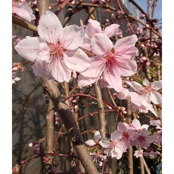 【果樹苗】照手水蜜 Amazon.co.jp: 果樹苗 花木 桃 水密 すいみつ 13.5cmポット 照手水蜜