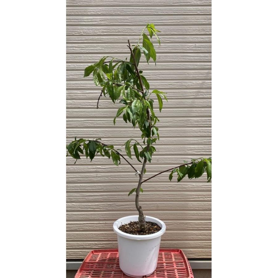 【果樹苗】照手水蜜 桃の苗木 6寸鉢植え 照手水蜜桃：果樹苗 テルテスイミツモモ 枝垂れ桃