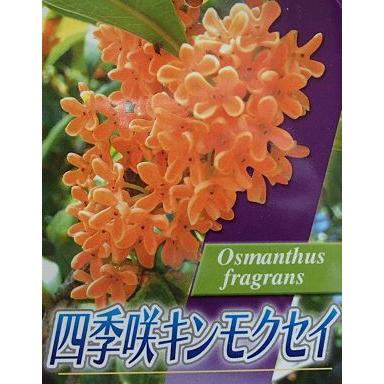 四季咲きキンモクセイ（四季咲き金木犀） 5寸ポット植え 苗 苗木