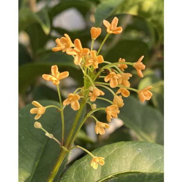 四季咲きキンモクセイ（四季咲き金木犀） 5寸ポット植え 苗 苗木