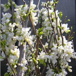 ハナズオウ 白花 （花蘇芳） : 日本花卉ガーデンセンターYahoo!店