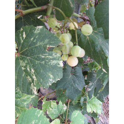 日本花卉ガーデンセンターyahoo 店斑入り葉ブドウ 白実