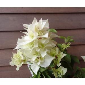 八重咲きブーゲンビレア（ブーゲンビリア） 白色（ピンクぼかし） ＊花