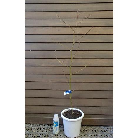 クロモジ（黒文字） 5寸鉢植え ＊樹高30センチ程度 : 日本花卉