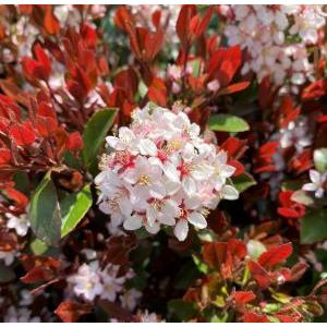 紅姫シャリンバイ 5寸ポット植え 苗 苗木 紅花姫シャリンバイ : 日本