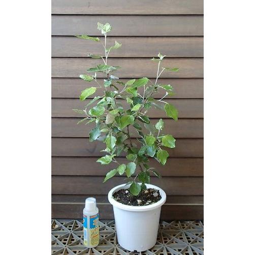 鉢植え ギンドロ（ウラジロハコヤナギ）ホワイトポプラ : 日本花卉 