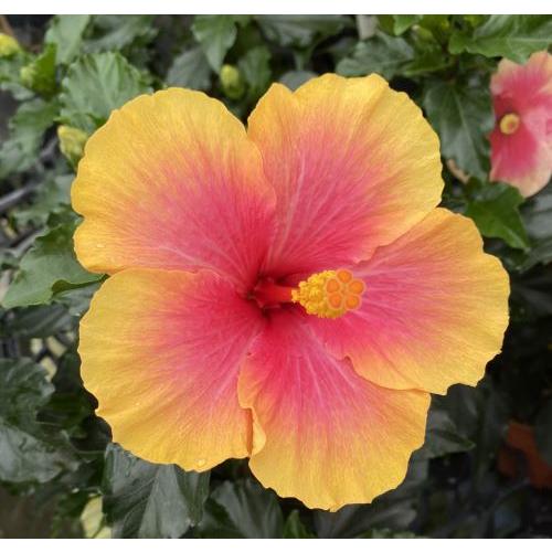 5寸鉢植え ハイビスカス ミセスユミ : 日本花卉ガーデンセンターYahoo