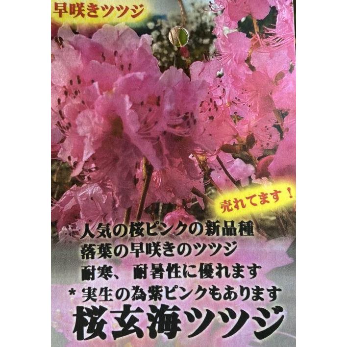桜玄海ツツジ サクラゲンカイツツジ 根巻苗 : 日本花卉ガーデン