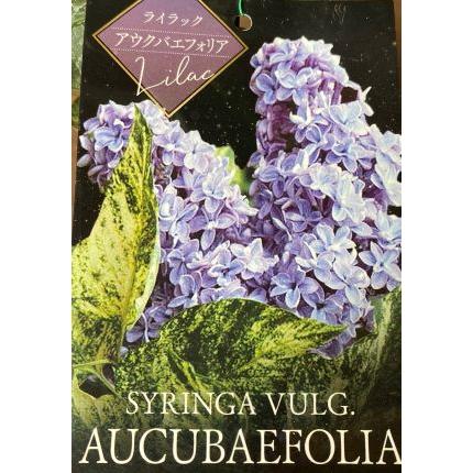 斑入り葉ライラック アウクバリエフォリア （紫色） : 日本花卉