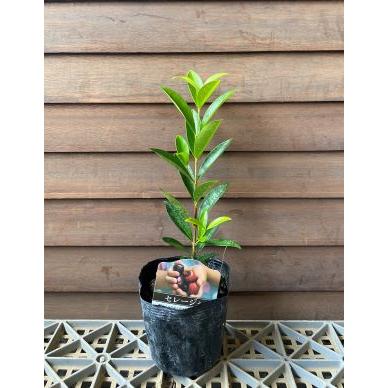 【熱帯果樹】セレージャ（Malpighia emarginata） Malpighia emarginata - Grassy Knoll Plants