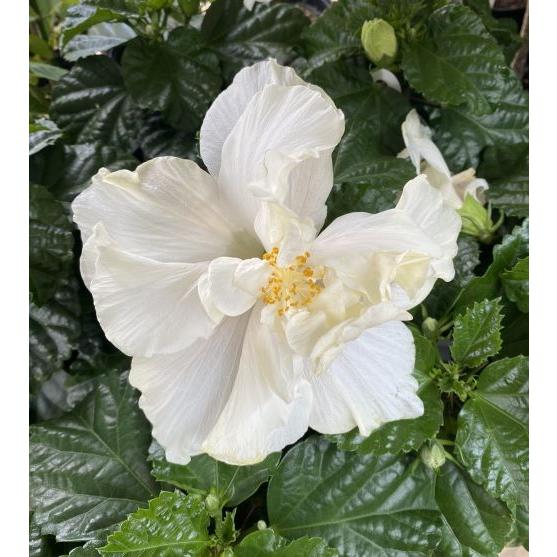 鉢植え ハイビスカス 白花八重咲き : 日本花卉ガーデンセンターYahoo