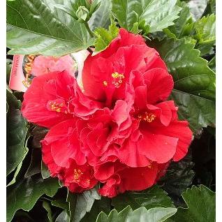 鉢植え ハイビスカス 赤花八重咲き レッドバルーン : 日本花卉ガーデン
