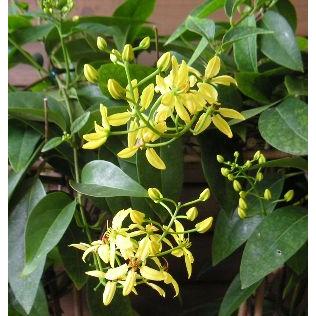 日本花卉ガーデンセンターyahoo 店コウシュンカズラ 5寸鉢植え まとめ買いでお得