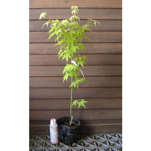 現品》モミジ右近（ウコン）樹高1.9m（根鉢含まず）20【青柳/鬱金/苗木】