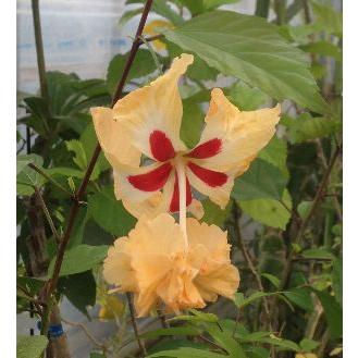 ハイビスカス イエローフラミンゴ（レモンフラミンゴ） *季節により