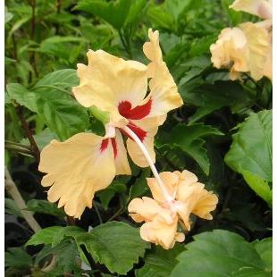 超大株！二色咲き✨レモンイエロー＆コーラルレッド ✨ハイビスカス うちの黄色いハイビスカス、年に1、2回くらいしかマルチカラーの花咲