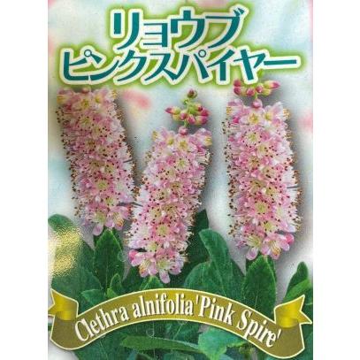 アメリカリョウブ ピンクスパイヤー 蕾は濃いピンク、花は薄いピンク色