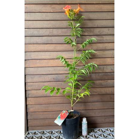 ノウゼンカズラ（赤花系） 鉢植え : 日本花卉ガーデンセンターYahoo!店