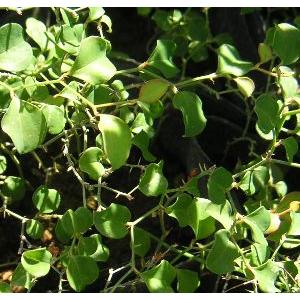 ヤクシマサンキライ（屋久島山帰来）ヒメサルトリイバラ : 日本花卉