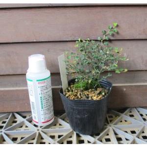 ヤクシマサンキライ（屋久島山帰来）ヒメサルトリイバラ : 日本花卉