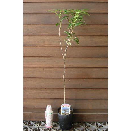 バオバブの木 ザーバオバブ : 日本花卉ガーデンセンターYahoo!店