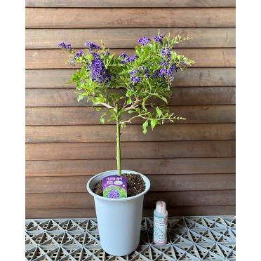 デュランタ （パープルラブ 宝塚）6寸鉢 : 日本花卉ガーデンセンター