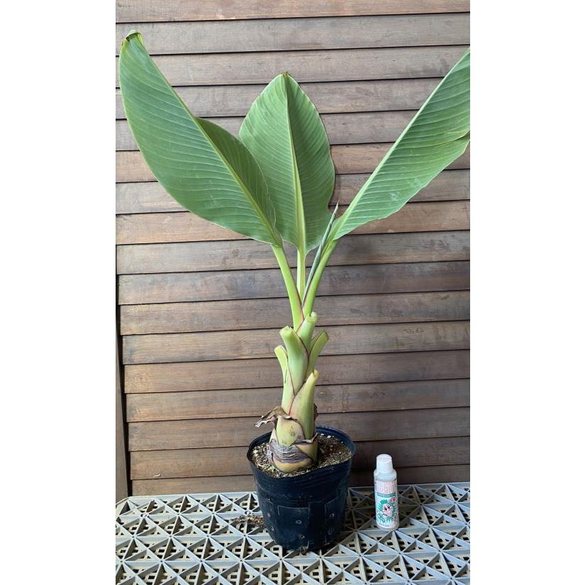 チユウキンレン（雲南地湧金蓮）5寸ポット植え : 日本花卉