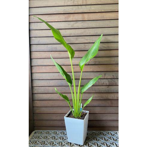 旅人の木（タビビトノキ）6寸スクエア鉢植え : 日本花卉ガーデン