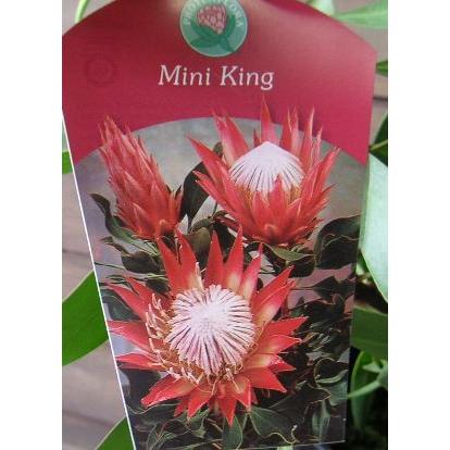 4芽 花芽付 プロテア ミニキング 鉢植え Z 日本花卉ガーデンセンターyahoo 店 通販 Yahoo ショッピング