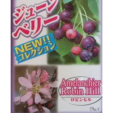 引出物 ジューンベリー ロビンヒル 果樹苗 接ぎ木 ３寸ポット植え バーゲンセール