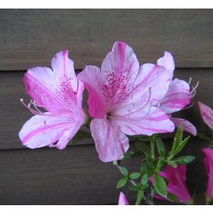 紫采山ツツジ Z 日本花卉ガーデンセンターyahoo 店 通販 Yahoo ショッピング