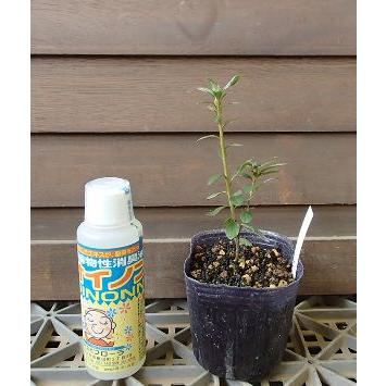 紫采山ツツジ Z 日本花卉ガーデンセンターyahoo 店 通販 Yahoo ショッピング