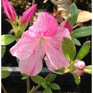 紫采山ツツジ Z 日本花卉ガーデンセンターyahoo 店 通販 Yahoo ショッピング