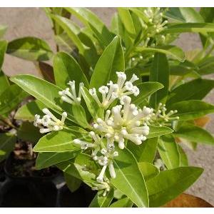 昼香木（チュウコウボク）3寸ポット植え : 日本花卉ガーデンセンター