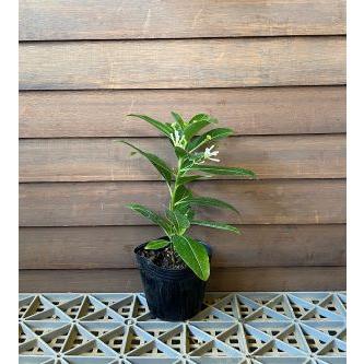 昼香木（チュウコウボク）3寸ポット植え : 日本花卉ガーデンセンター