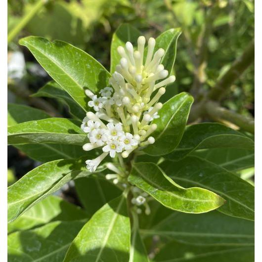 昼香木（チュウコウボク）3寸ポット植え : 日本花卉ガーデンセンター