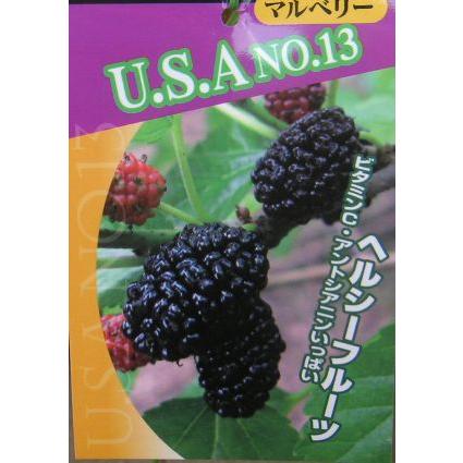 U.S.A NO.13（桑、マルベリー）：果樹苗 : 日本花卉ガーデンセンター