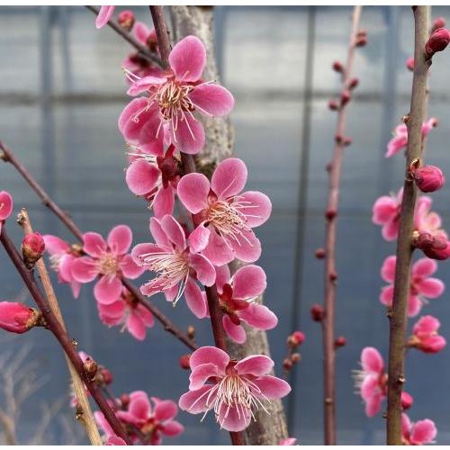 花梅 苗木 梅の木 梅の花 常陸の舞：ヒタチノマイ(花梅） ハナウメ