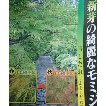 青枝垂れ紅葉（アオシダレモミジ）（接ぎ木 4寸ポット植え又は、4寸