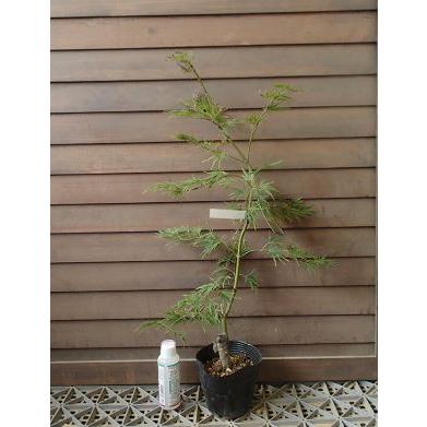 青枝垂れ紅葉 野村紅葉 2株セット 楽天市場】【現品発送】アオシダレモミジ (青枝垂れ紅葉) 樹高1.6-1.8m