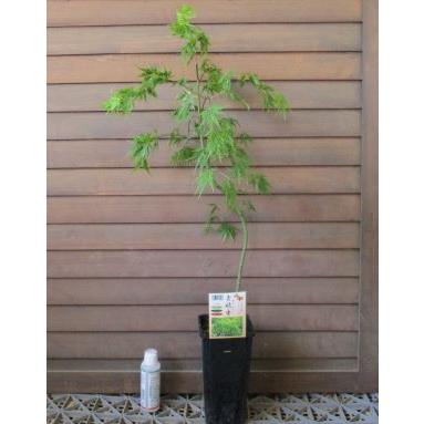 青枝垂れ紅葉 野村紅葉 2株セット 青しだれモミジ 約1.5m 現品発送 特大株 植木 苗木 大苗 青葉のしだれ